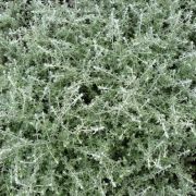 Helichrysum petiolare  Nana Silver